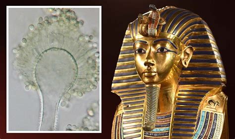 As origins curse of the pharaohd